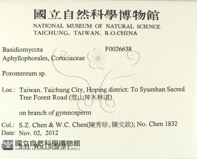 孔韌菌屬藏品圖，第2張