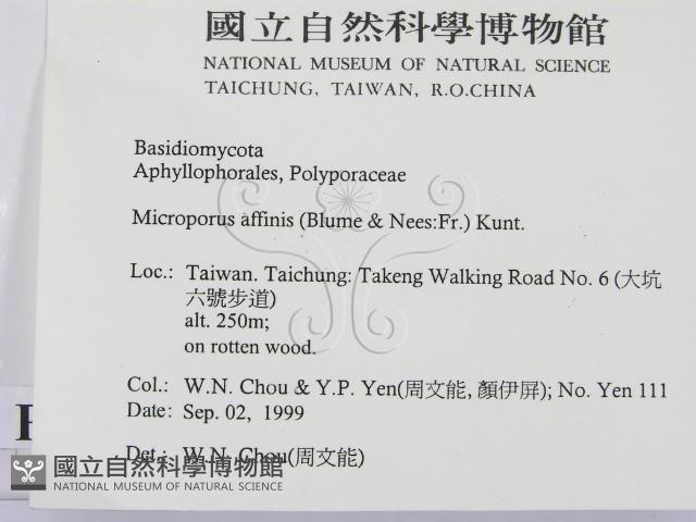 相鄰小孔菌藏品圖，第2張