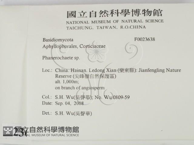 顯絲菌屬藏品圖，第2張