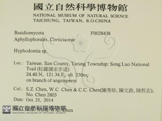 絲齒菌屬藏品圖，第2張