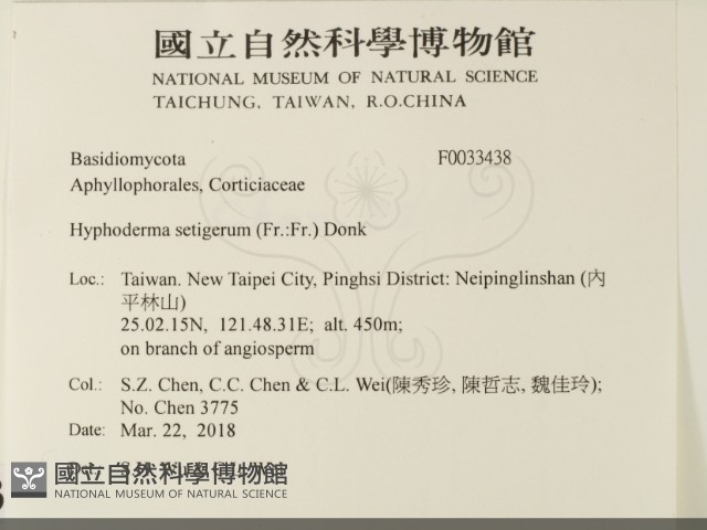 剛毛絲皮菌藏品圖，第2張