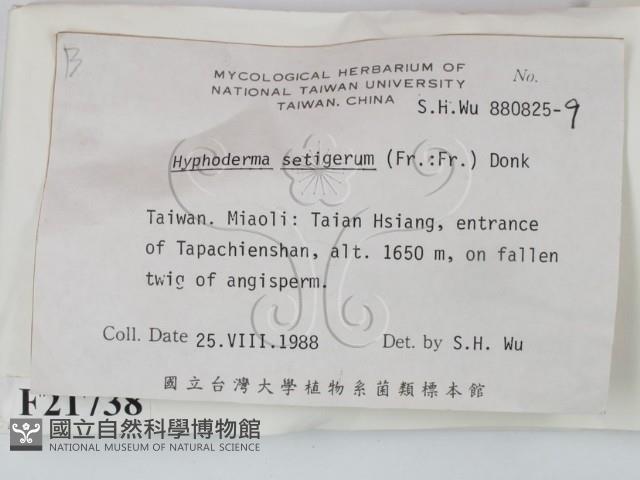剛毛絲皮菌藏品圖，第2張