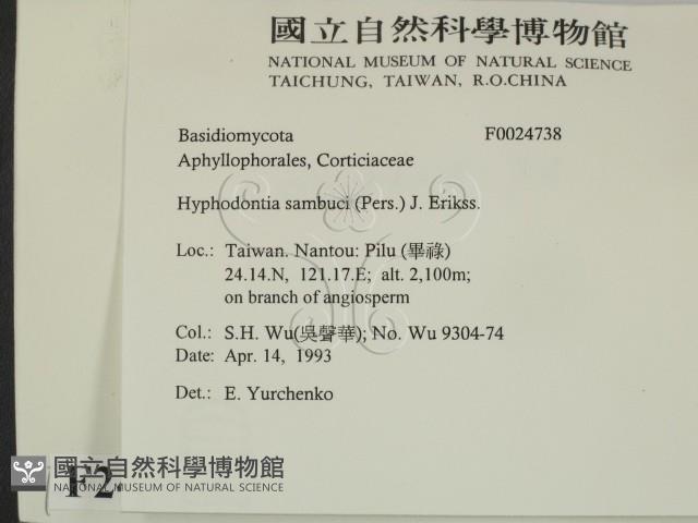 冇骨消絲齒菌藏品圖，第2張