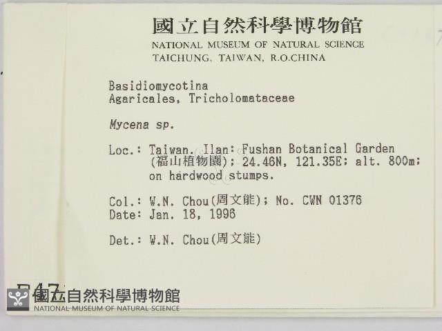 小菇屬藏品圖，第2張