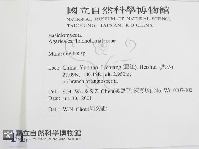 微皮傘屬藏品圖，第2張