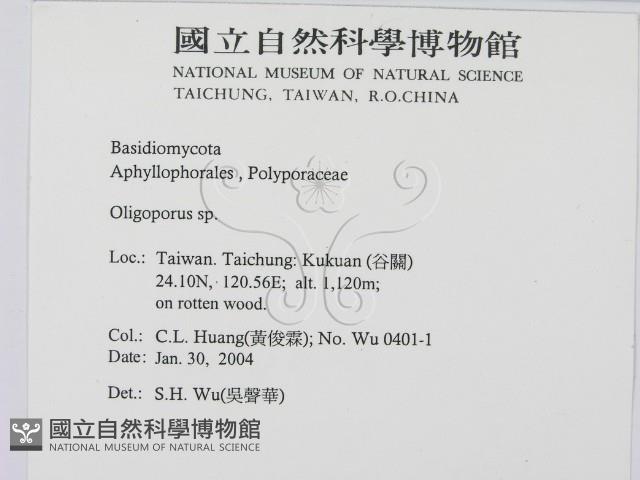 寡孔菌屬藏品圖，第2張