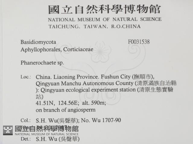 顯絲菌屬藏品圖，第2張