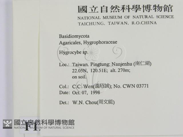 濕傘屬藏品圖，第2張