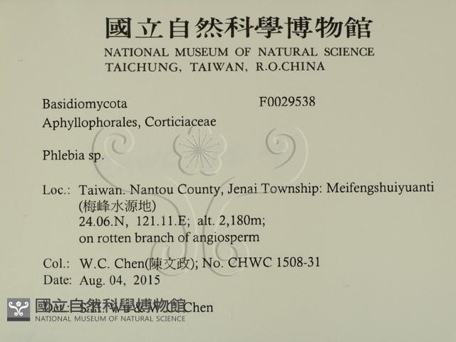 射脈菌屬藏品圖，第2張