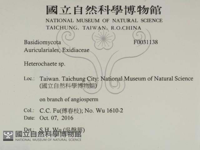 刺皮菌屬藏品圖，第2張