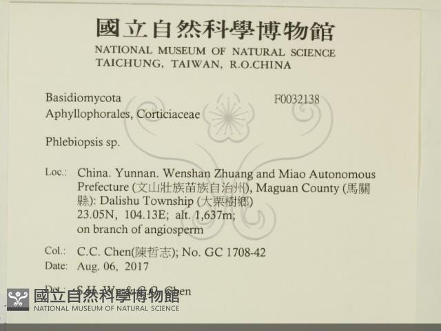 擬射脈菌屬藏品圖，第2張