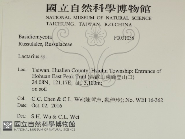 乳菇屬藏品圖，第2張