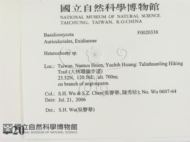 刺皮菌屬藏品圖，第2張