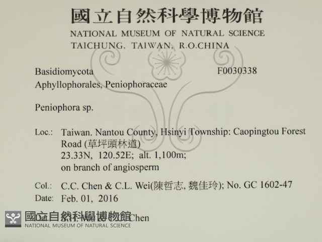 筍殼菌屬藏品圖，第2張