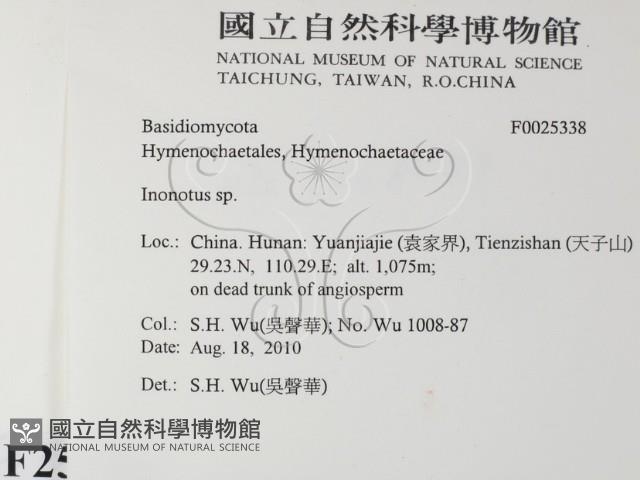 纖孔菌屬藏品圖，第2張