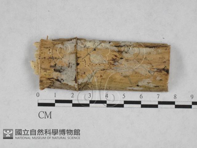 絲齒菌屬藏品圖，第1張