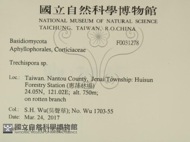 粗糙孢菌屬藏品圖，第2張