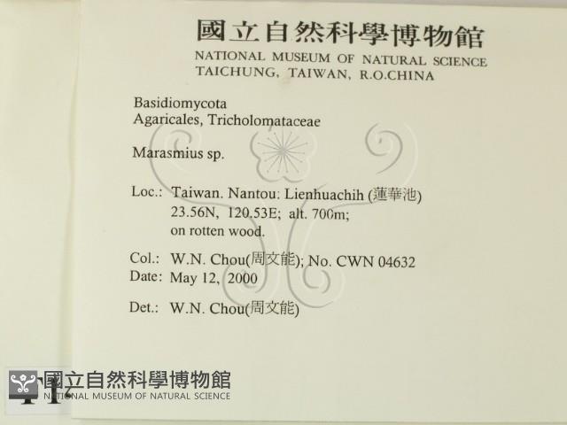 小皮傘屬藏品圖，第2張