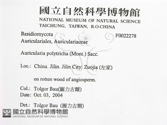 毛木耳藏品圖，第2張