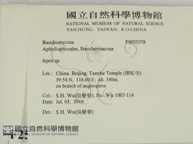 耙菌屬藏品圖，第2張