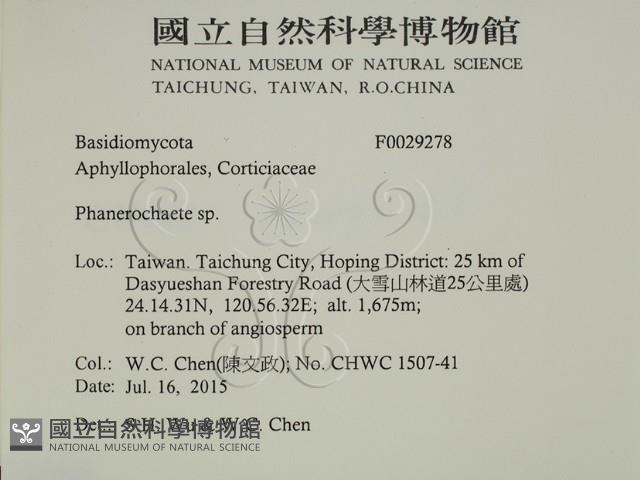 顯絲菌屬藏品圖，第2張