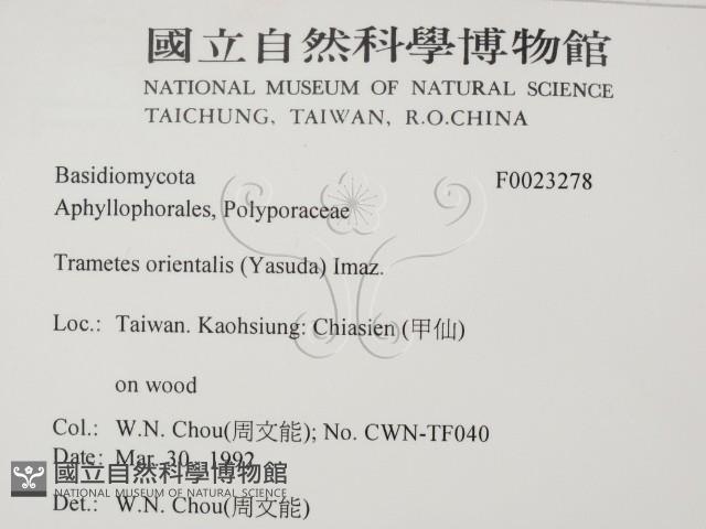 東方栓菌藏品圖，第2張