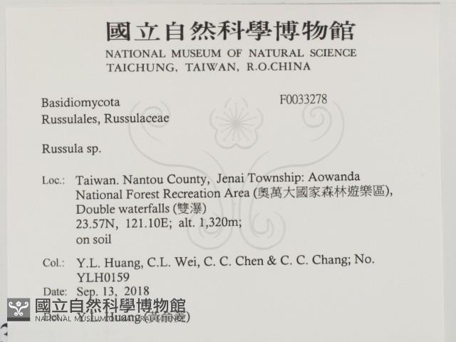 紅菇屬藏品圖，第2張