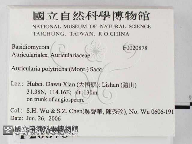 毛木耳藏品圖，第2張