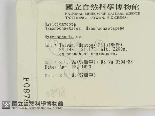 刺革菌屬藏品圖，第2張