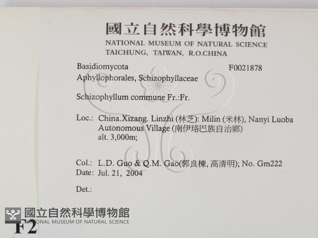 裂褶菌藏品圖，第2張