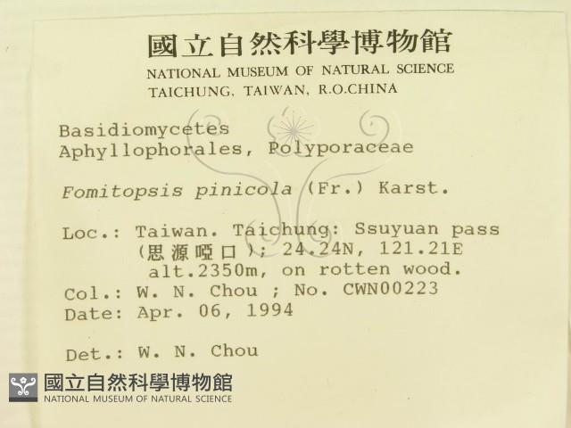 松生擬層孔菌藏品圖，第2張