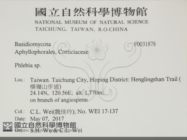 射脈菌屬藏品圖，第2張