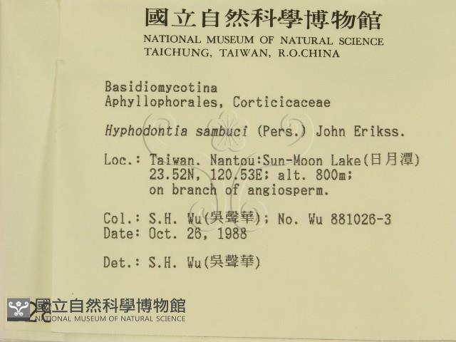 冇骨消絲齒菌藏品圖，第2張