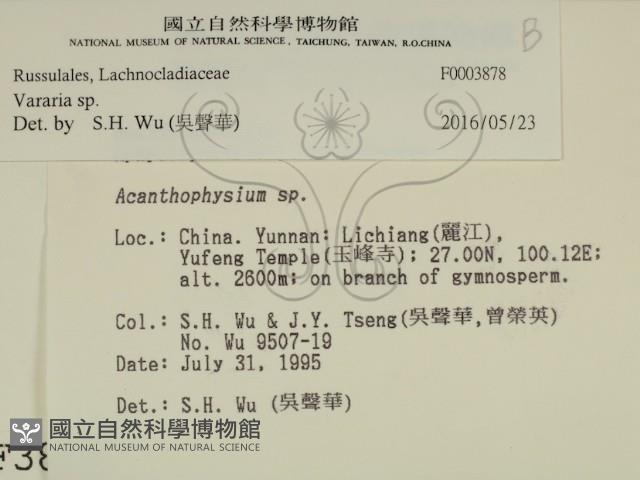 叉絲革菌屬藏品圖，第2張