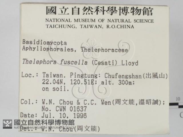 棕色革菌藏品圖，第2張