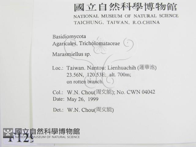 微皮傘屬藏品圖，第2張