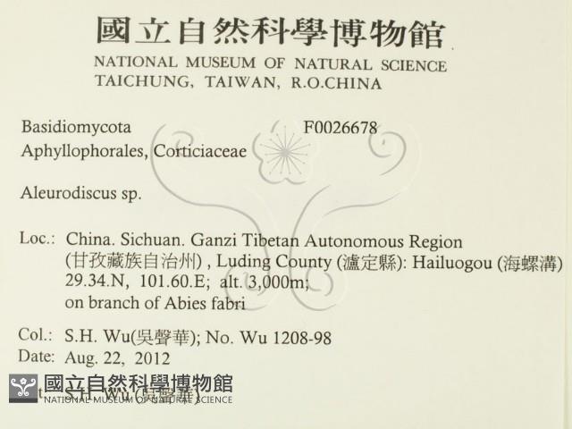 盤革菌屬藏品圖，第2張