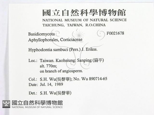 冇骨消絲齒菌藏品圖，第2張
