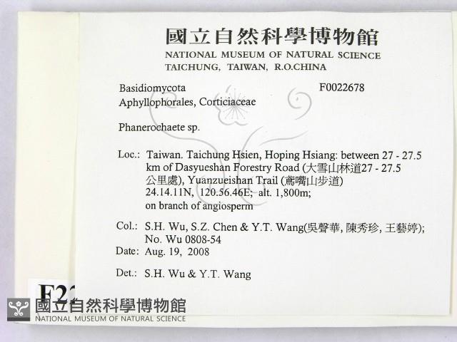 顯絲菌屬藏品圖，第2張