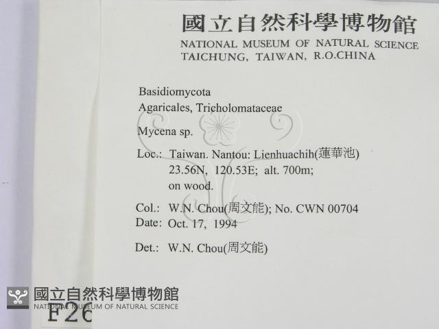小菇屬藏品圖，第2張