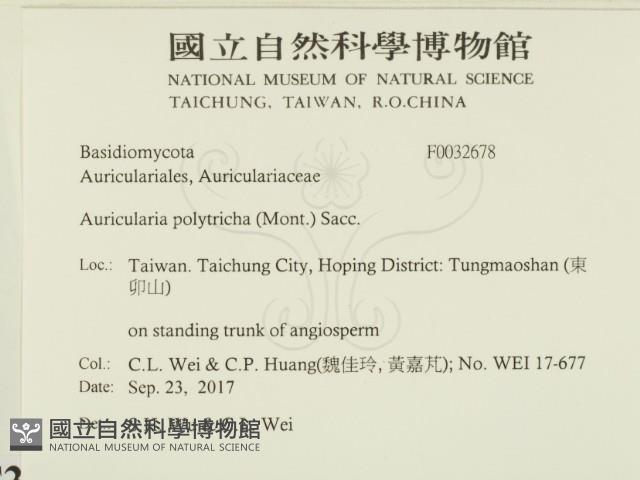 毛木耳藏品圖，第2張