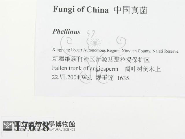 木層孔菌屬藏品圖，第2張