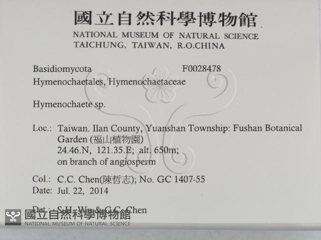 刺革菌屬藏品圖，第2張