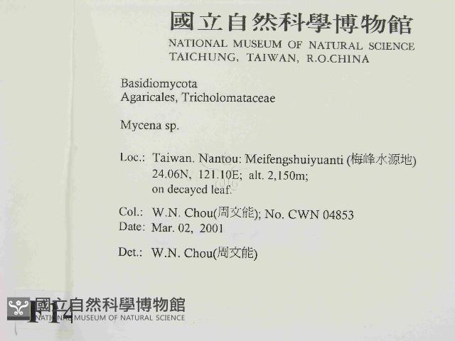 小菇屬藏品圖，第2張