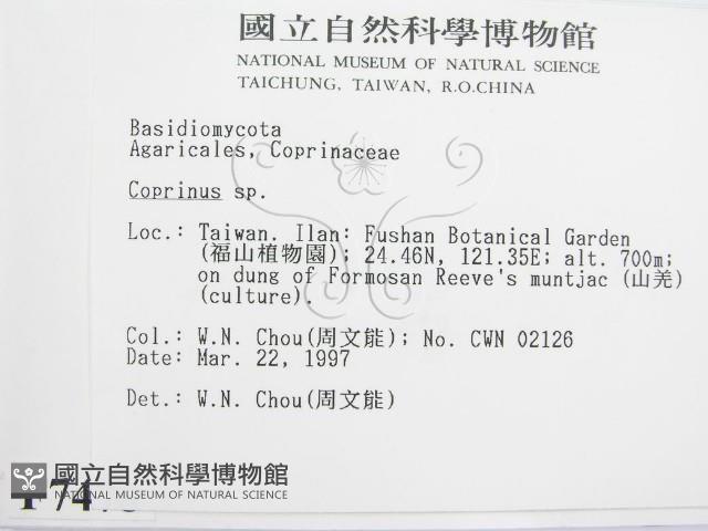 鬼傘屬藏品圖，第2張