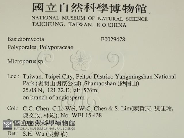 小孔菌屬藏品圖，第2張