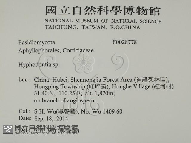 絲齒菌屬藏品圖，第2張