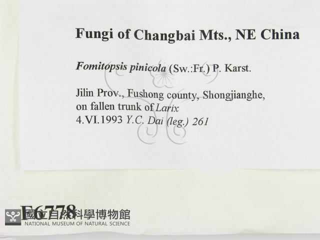 松生擬層孔菌藏品圖，第2張