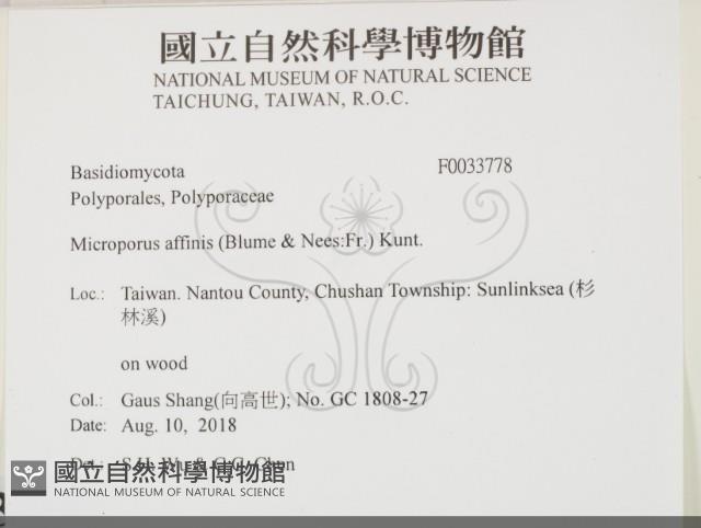 相鄰小孔菌藏品圖，第2張