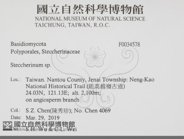 齒耳菌屬藏品圖，第2張